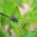 Gemeine Keiljungfer (Gomphus vulgatissimus)